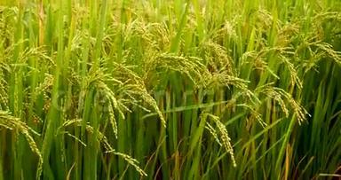 稻田绿色农业生态系统亚洲<strong>水稻</strong>稻田越南绿色农场。 <strong>收获</strong>农业种植黄金